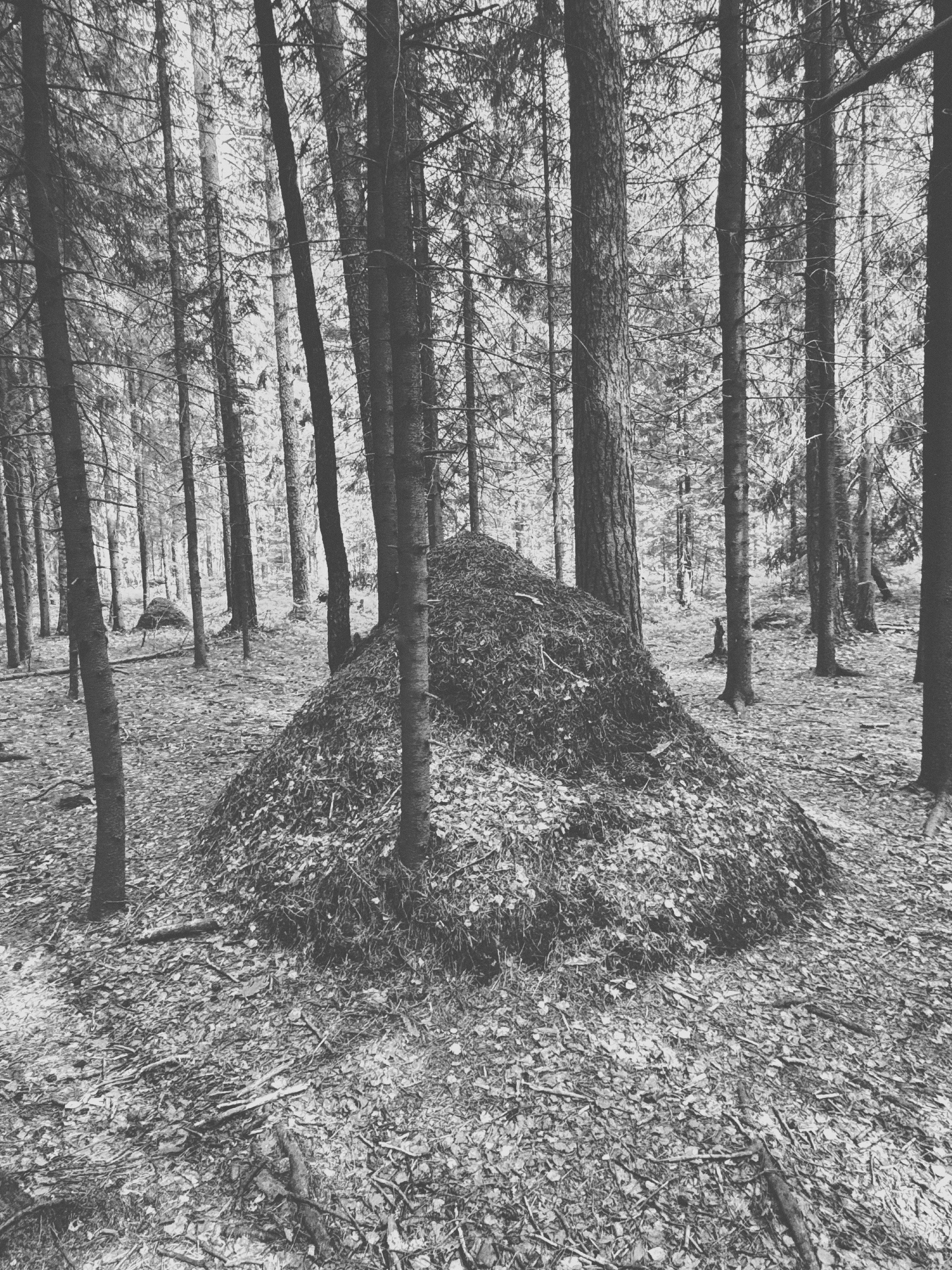 Наталья Яковлева — Комарово. Постпоэтическое