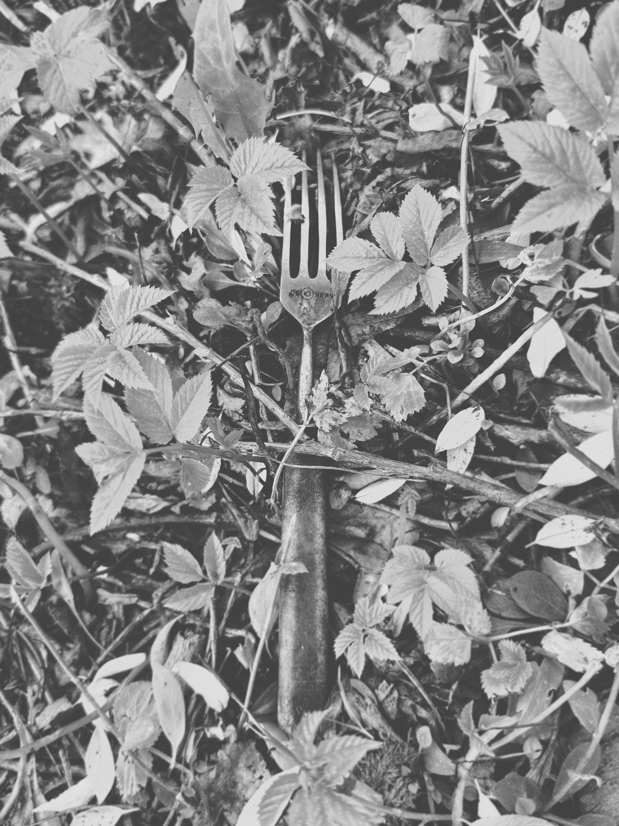 Наталья Яковлева — Комарово. Постпоэтическое