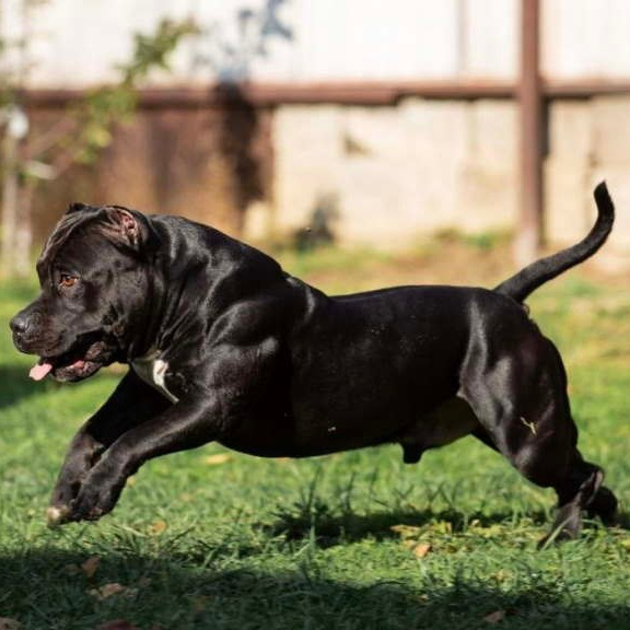 Вэл - американский булли покет