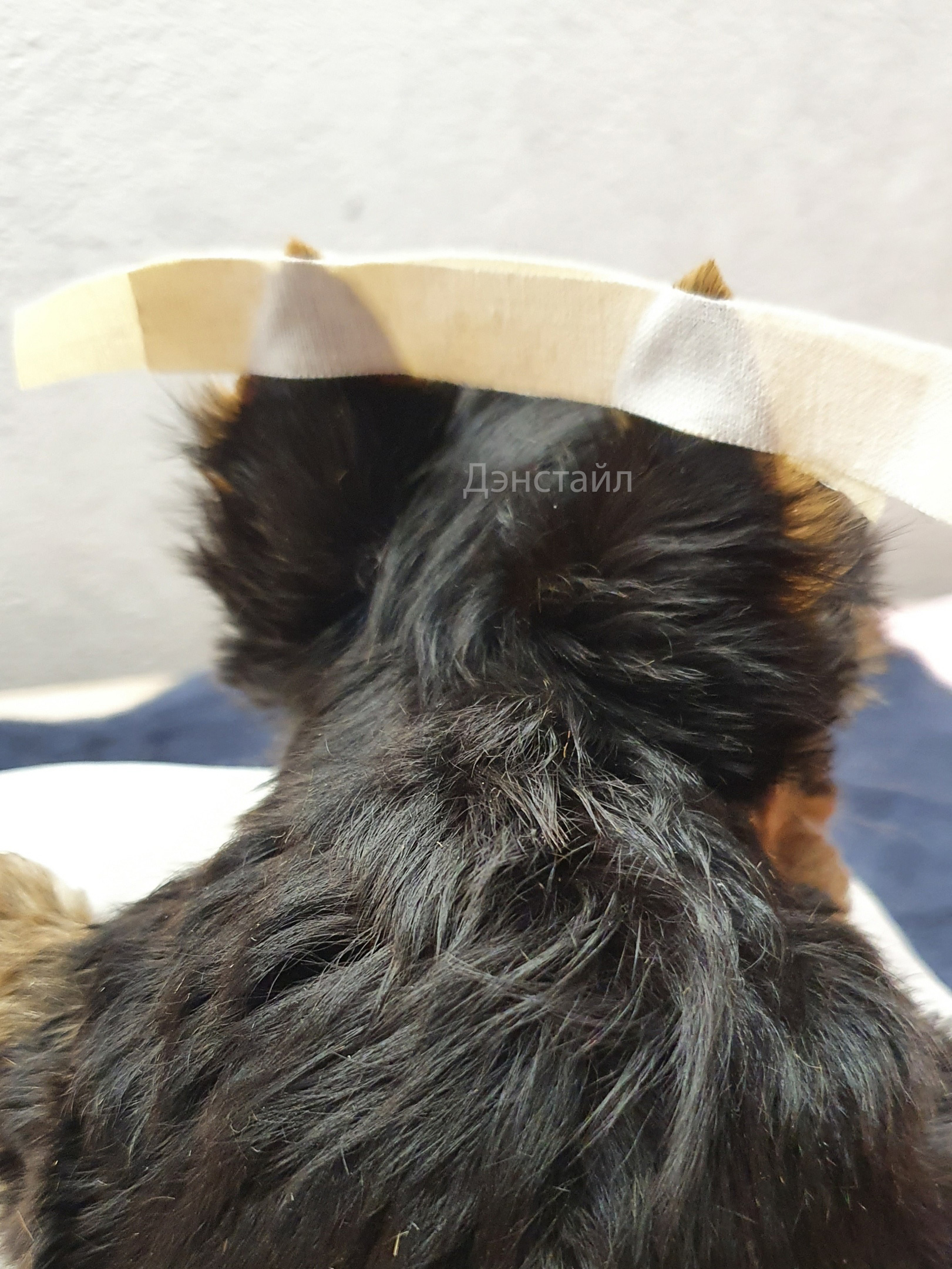 Как приклеить уши щенку Йоркширского Терьера. Питомник Йоркширских терьеров Дэнстайл в Санкт-Петербурге заводчик Тих