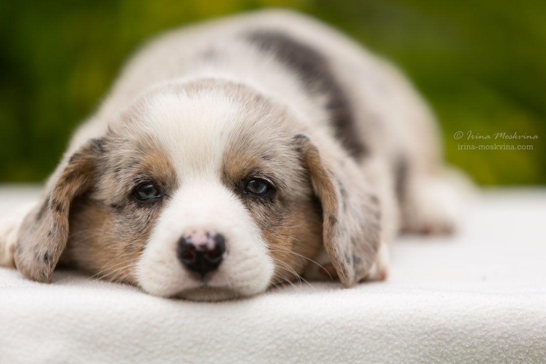 Ирина Москвина | фотограф | Москва