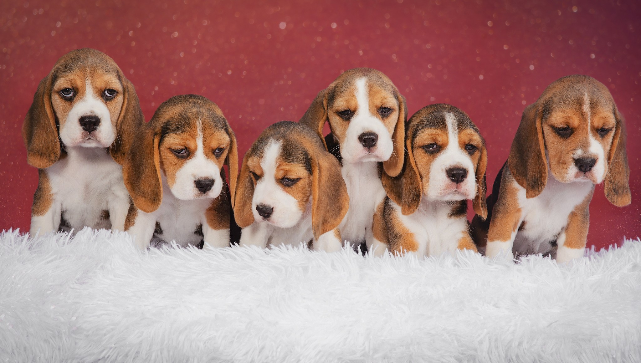 Съемка щенков