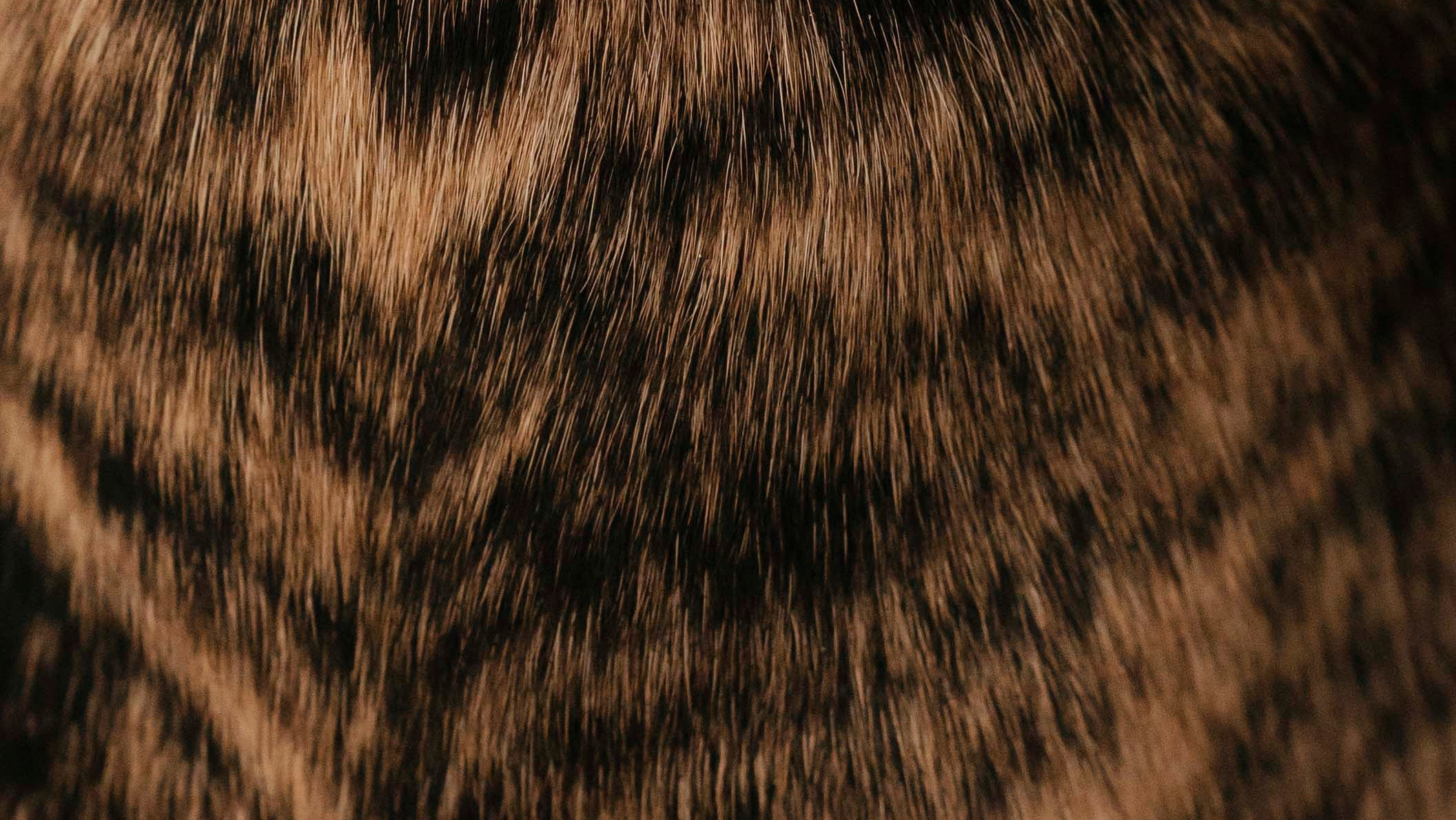 Фотограф- анималист Александра Матвеева