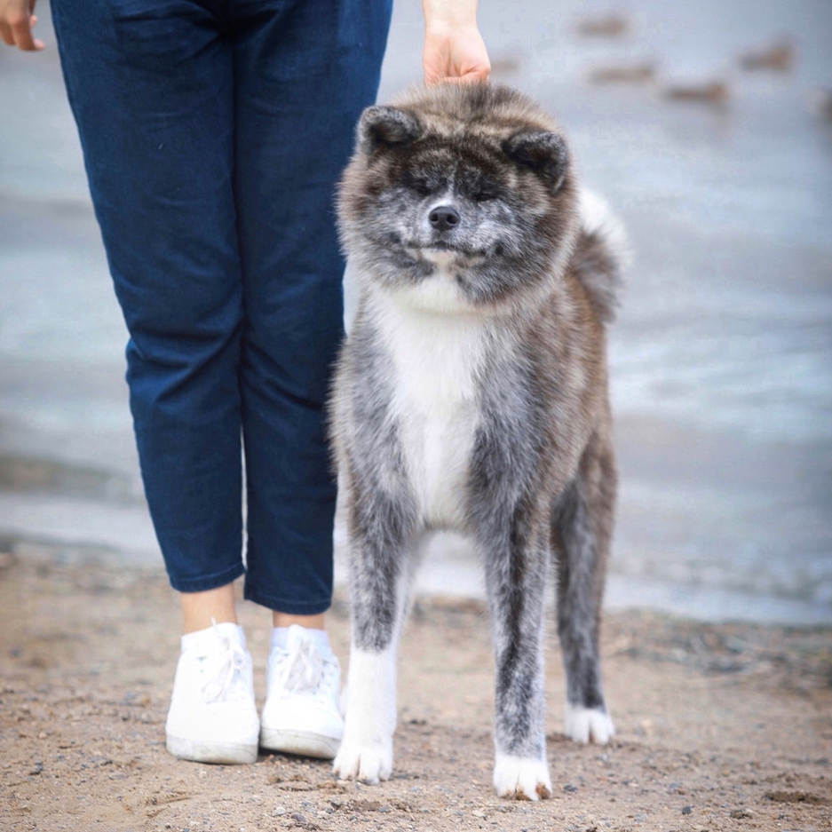 Окрасы японской акиты