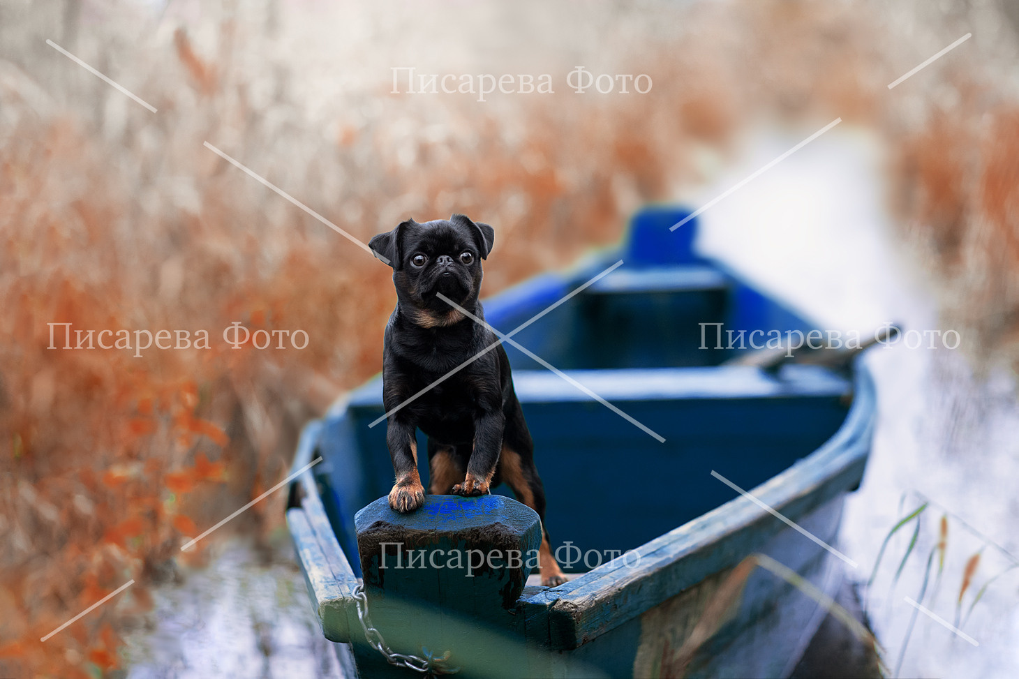 Собака породы Брабансон в лодке в камышах