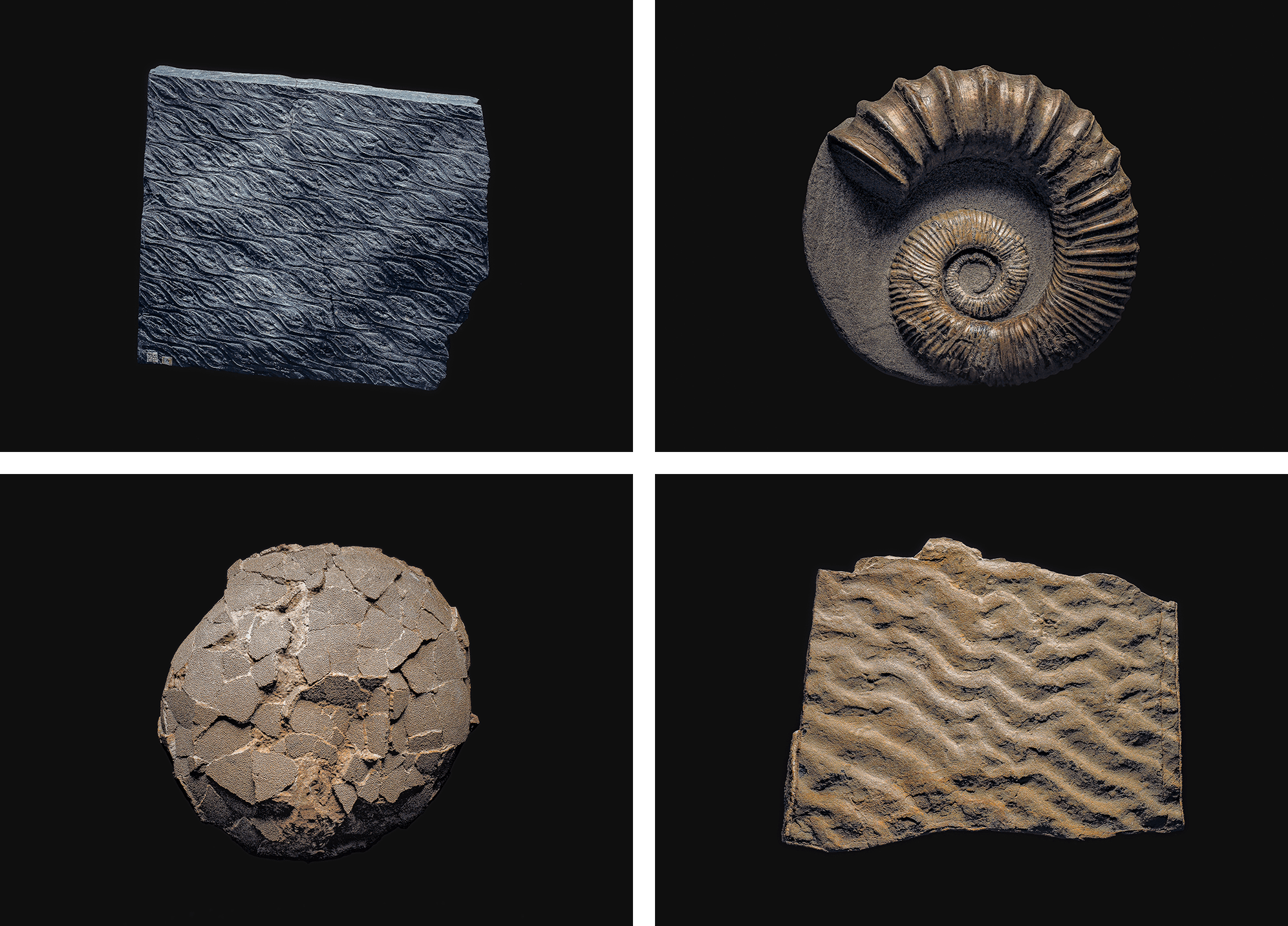 Fossil at The Game of Square show. Andrey Akimov Photography