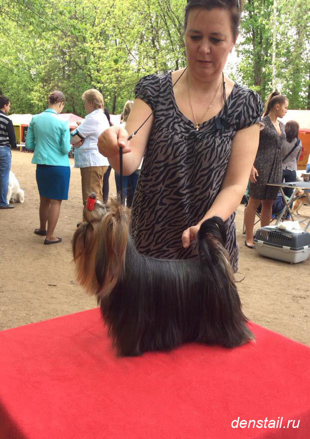 2014 г Результаты выставок. Питомник Йоркширских терьеров Дэнстайл в Санкт-Петербурге заводчик Тих