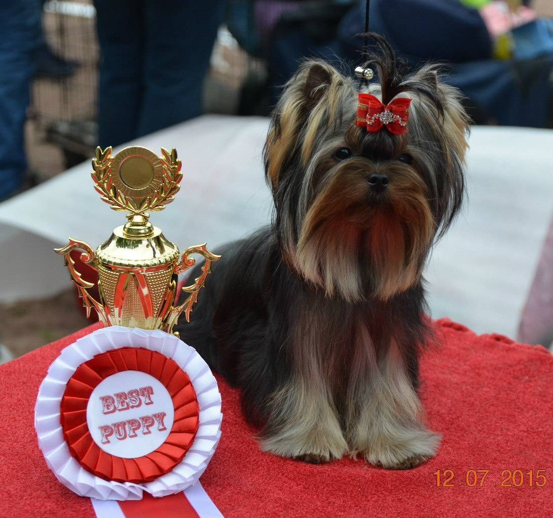 2015 г Результаты выставок. Питомник Йоркширских терьеров Дэнстайл в Санкт-Петербурге заводчик Тих