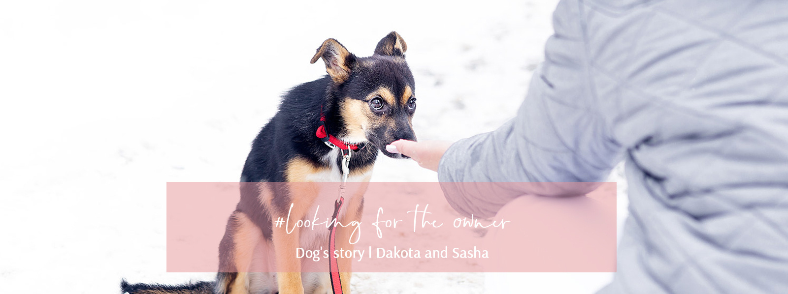 Dog’s story Dakota and Sasha. Kasia Teesh. Фотограф и Видеограф. Сергиев Посад