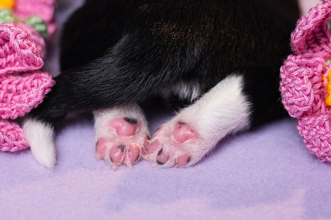 Фотосессия новорожденных щенков. Фотограф собак в Москве и Московской области Иванушкина Мария