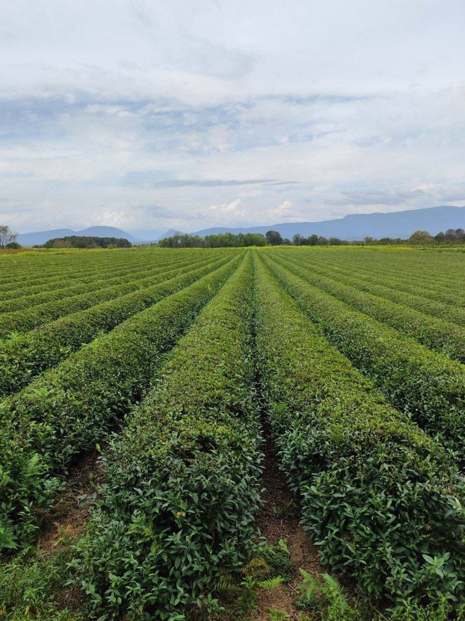 Абхазия. Мимоза. Ольга Котова