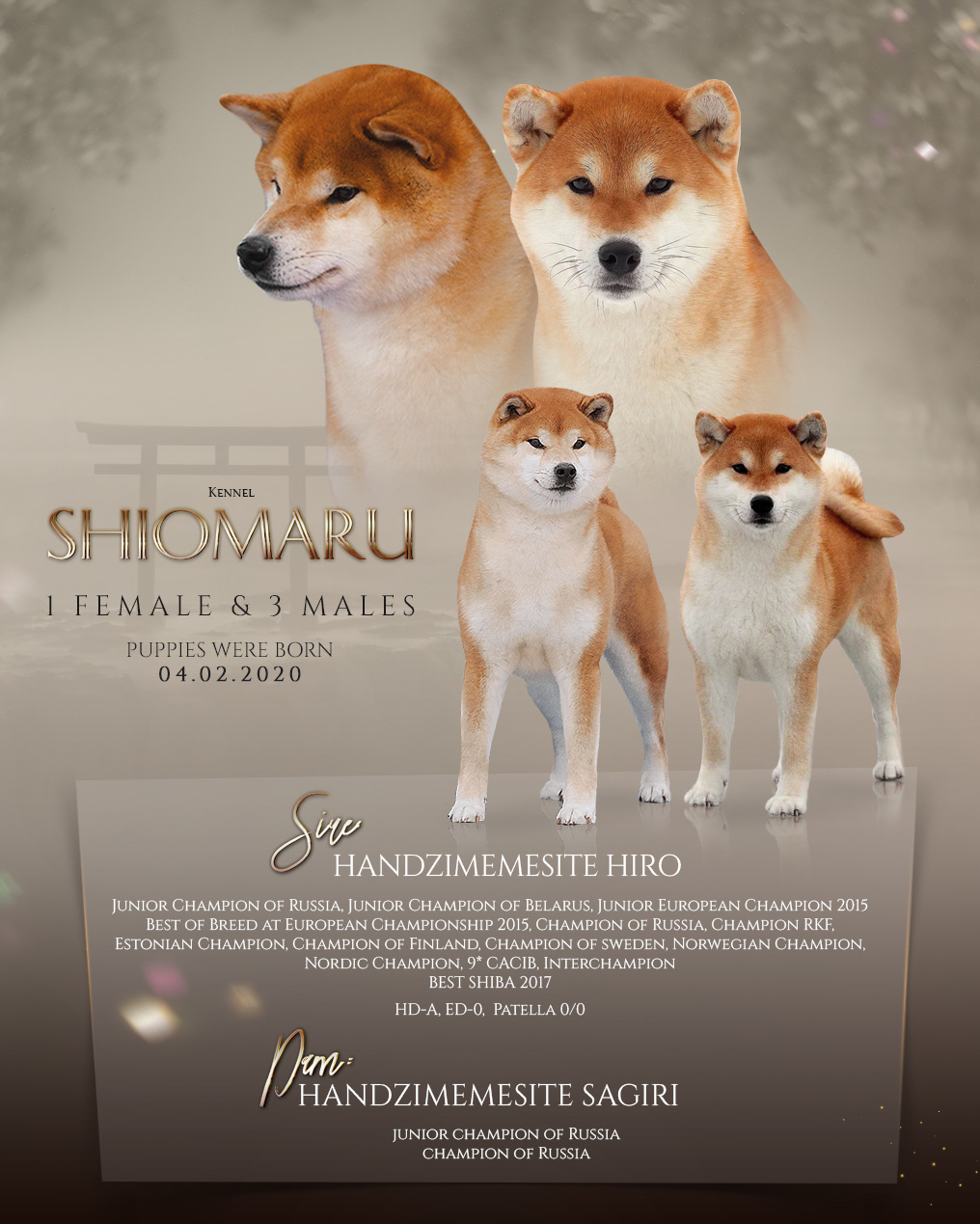 LITTERS. SHIOMARU Shiba and Akita Inu Kennel