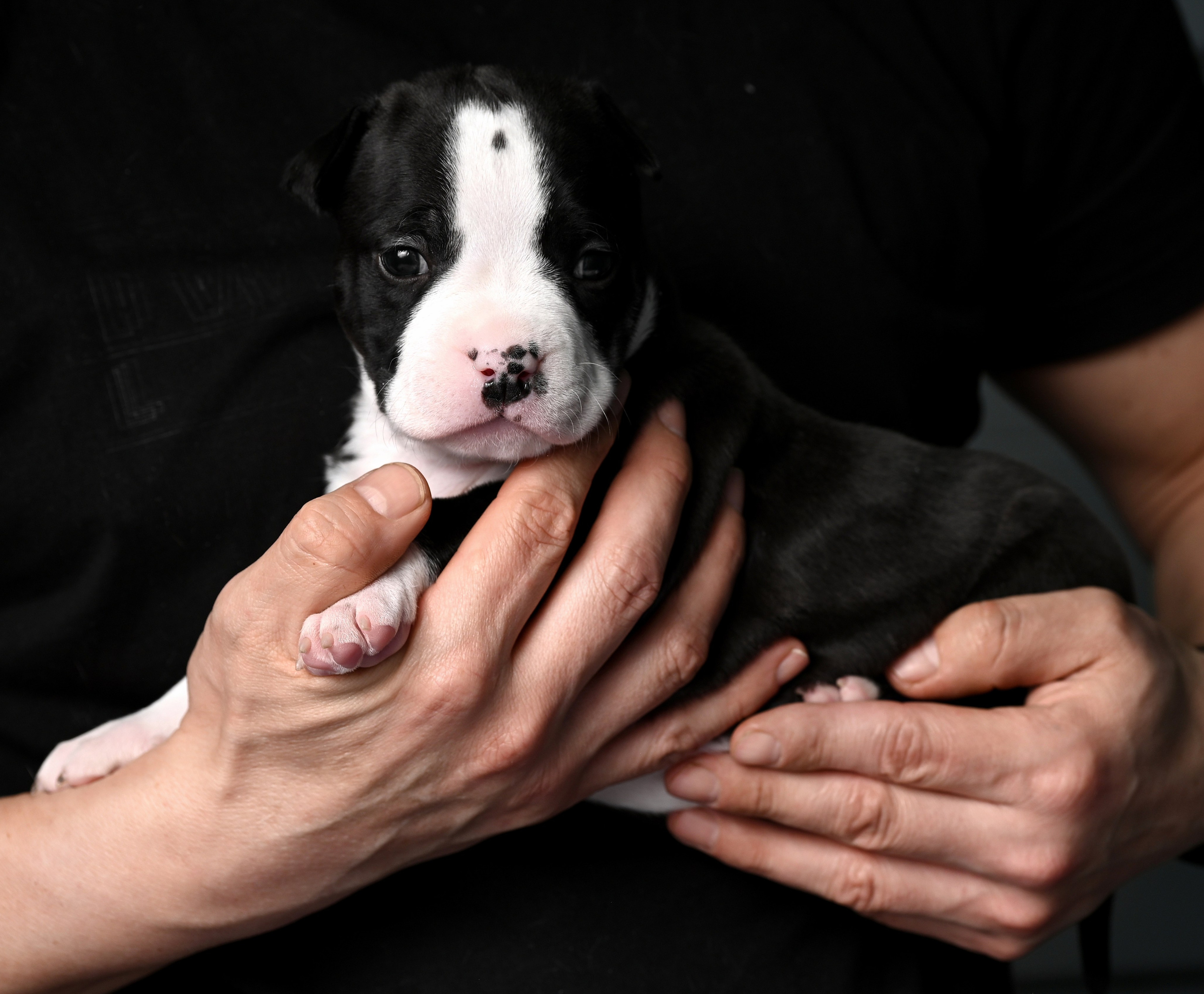 Съемка животных. Предметная фото и видеосъемка в Саратове| Профессиональный фотограф