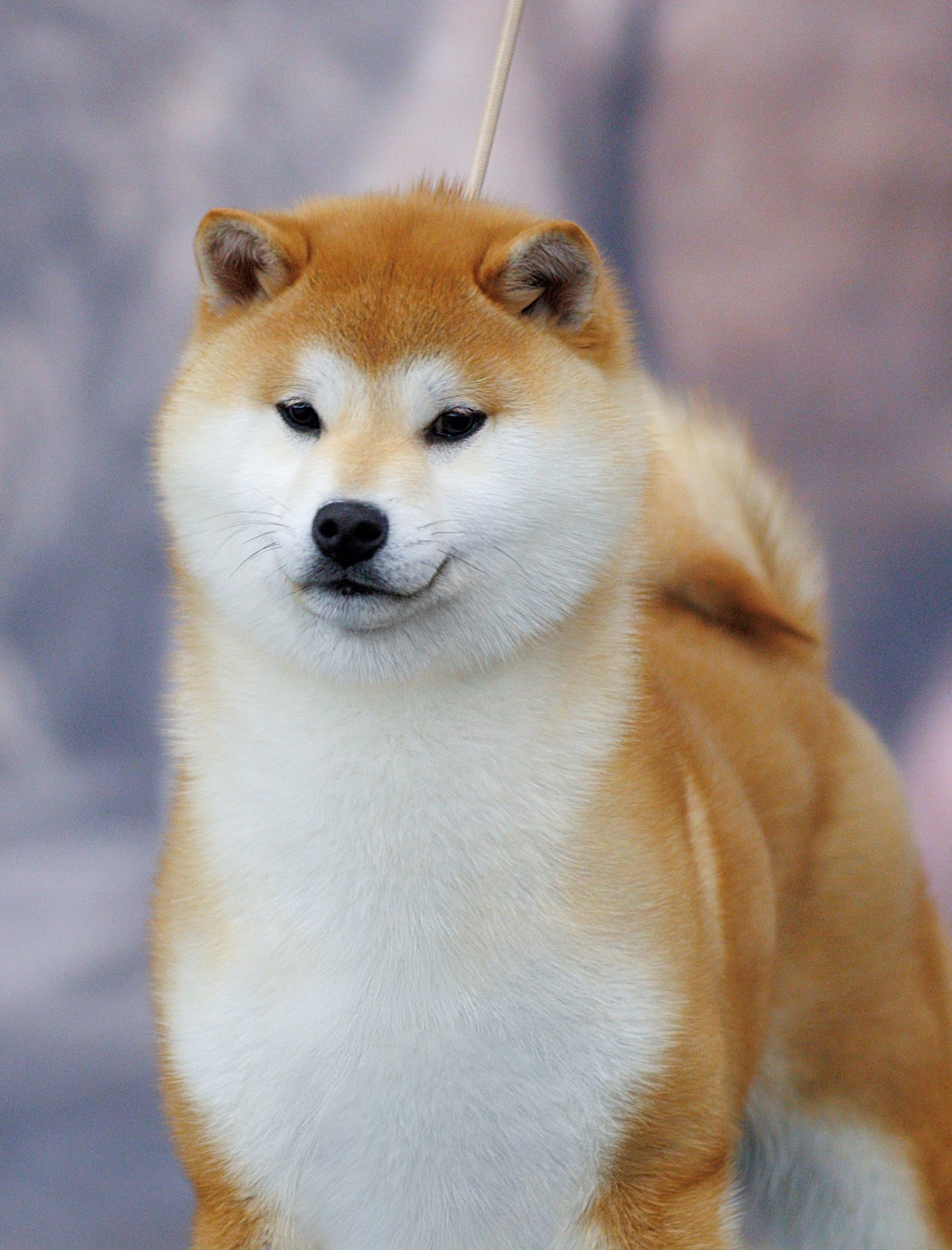 FEMALES. SHIOMARU Shiba and Akita Inu Kennel