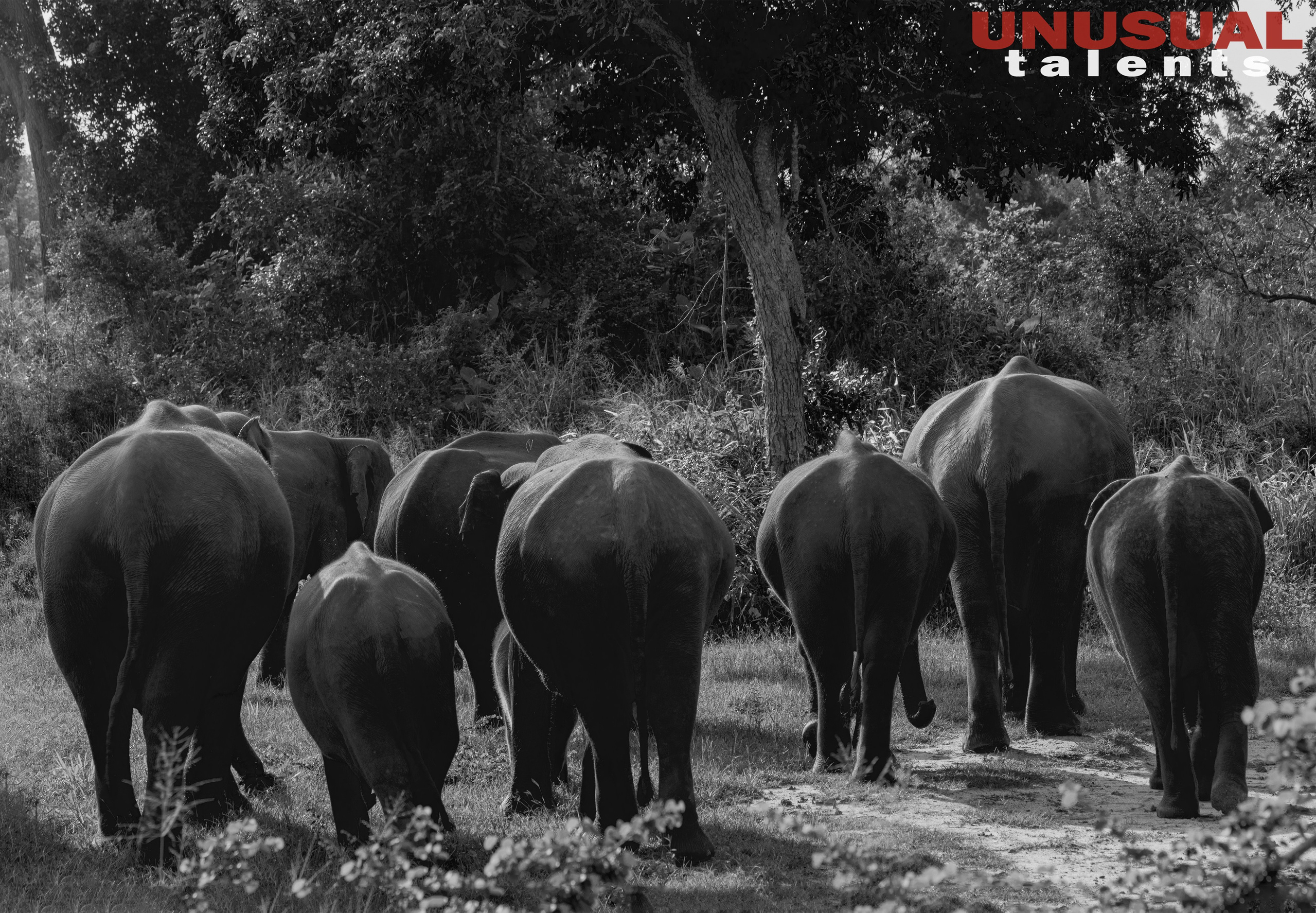 Ekaterina Kott. UNUSUAL TALENT magazine