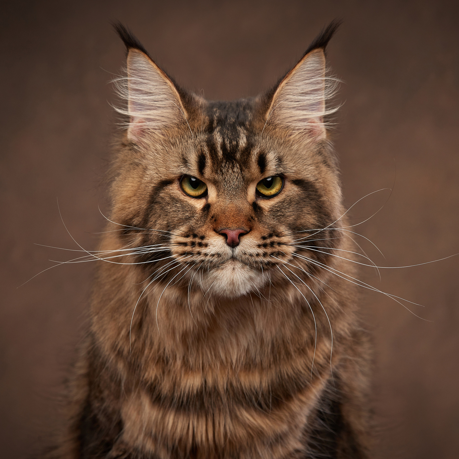 ФОТО. ФОТОГРАФ-АНИМАЛИСТ l LANA POLYAKOVA