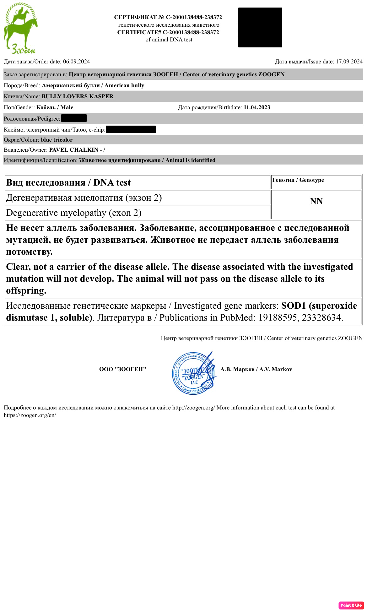 продажа щенков American Bully в Волгограде