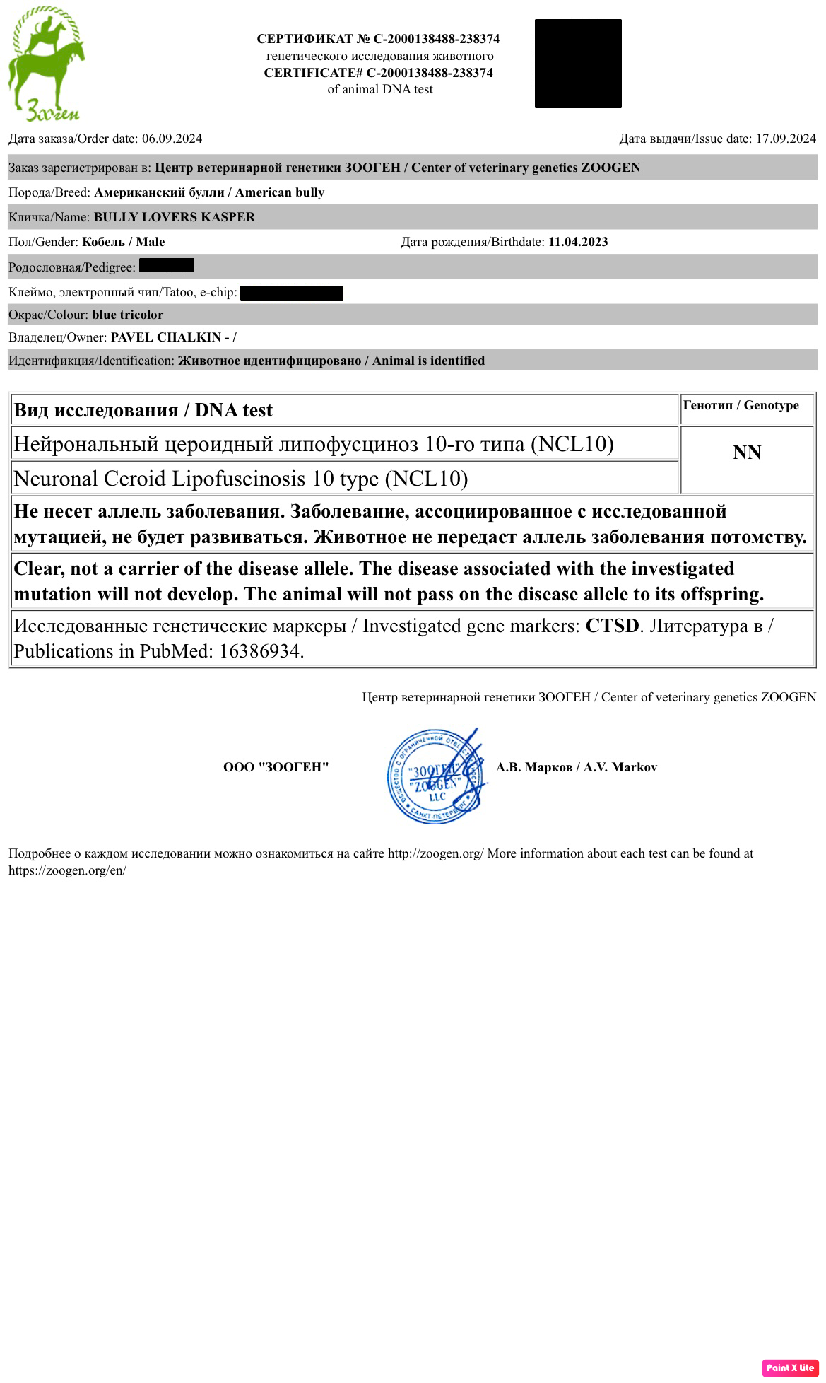 купить щенка в официальном питомнике American Bully в Волгограде