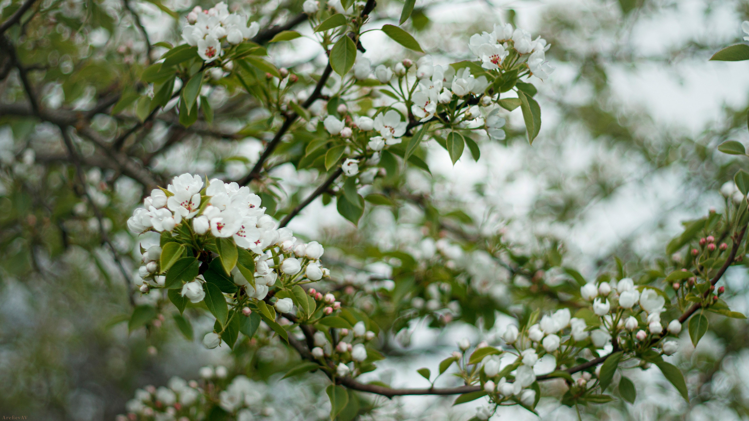 壁纸 – 高清艺术背景，美化您的屏幕