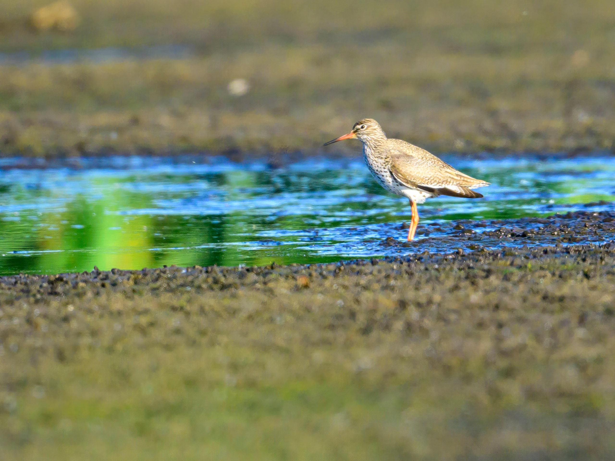 Лебеди, совы и лунь. Фотограф Сергей Пупонин