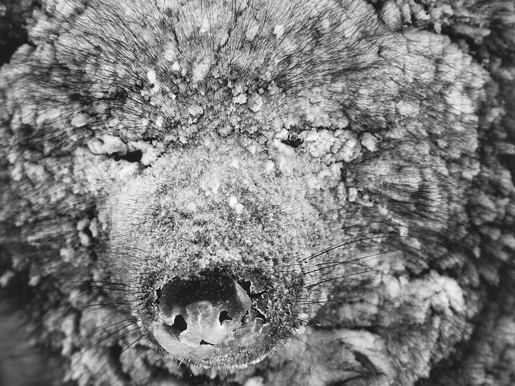 Себастьян Сальгадо — фотограф, открывающий мир