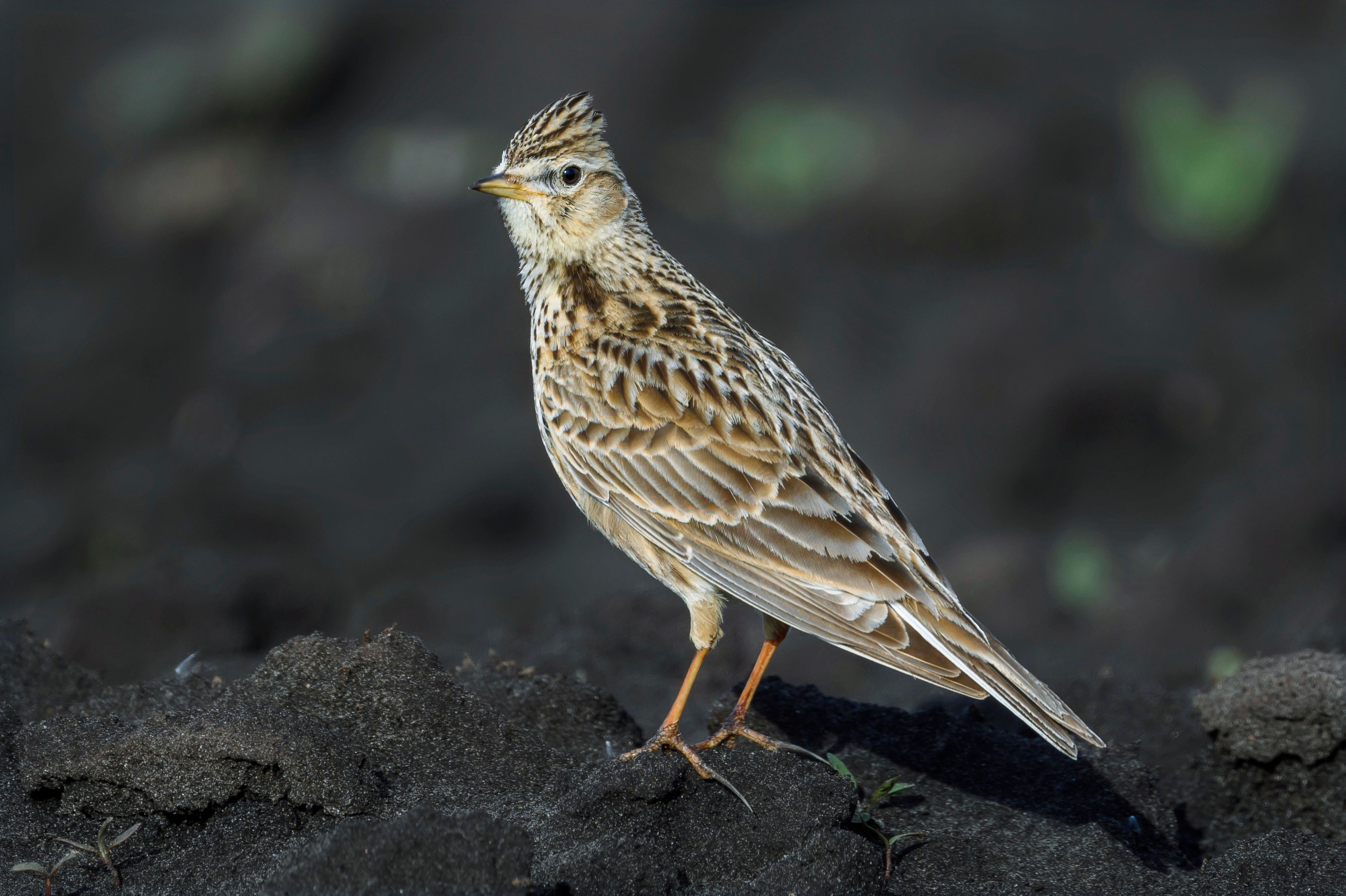 Жаворонок. Wildlife photography by Sergey Puponin