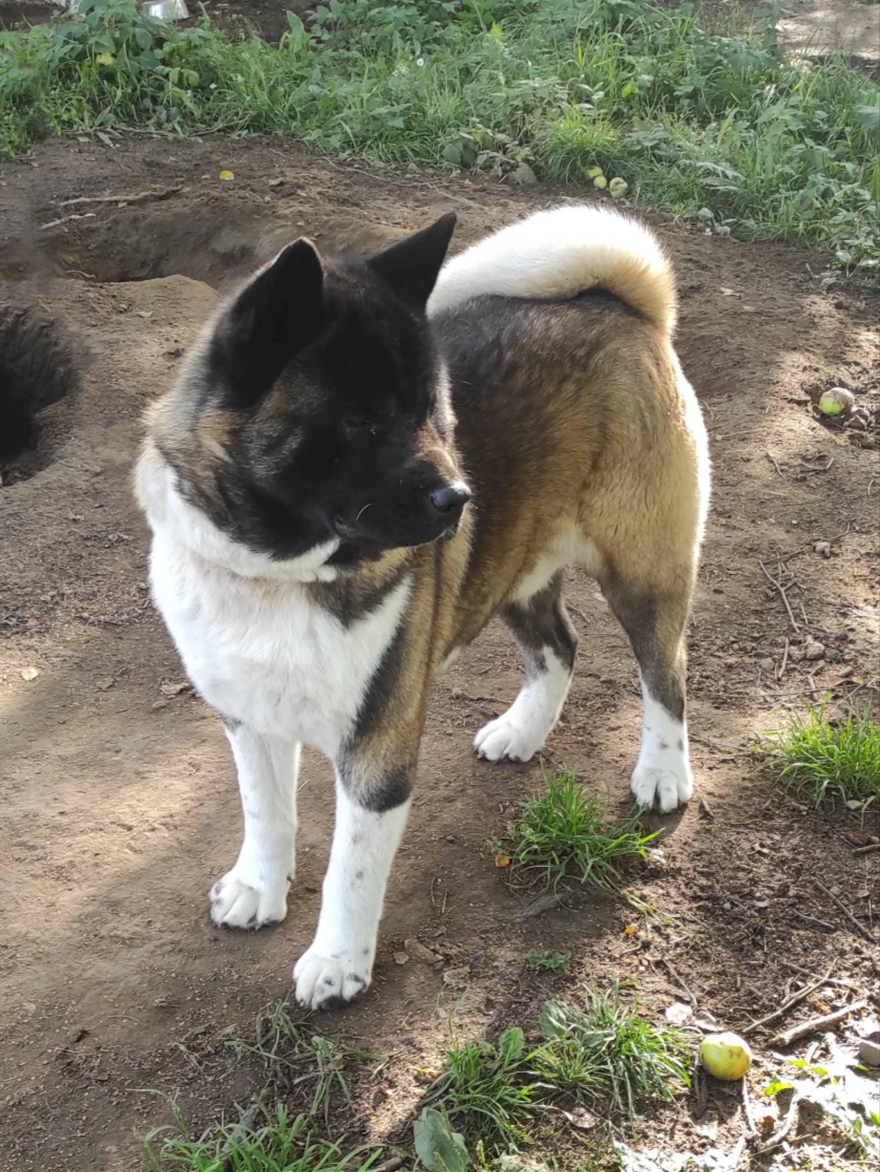 КОБЕЛИ для вязок американская акита. AMERICAN AKITA RUBYLIGHT KENNEL I SHIBA-INU