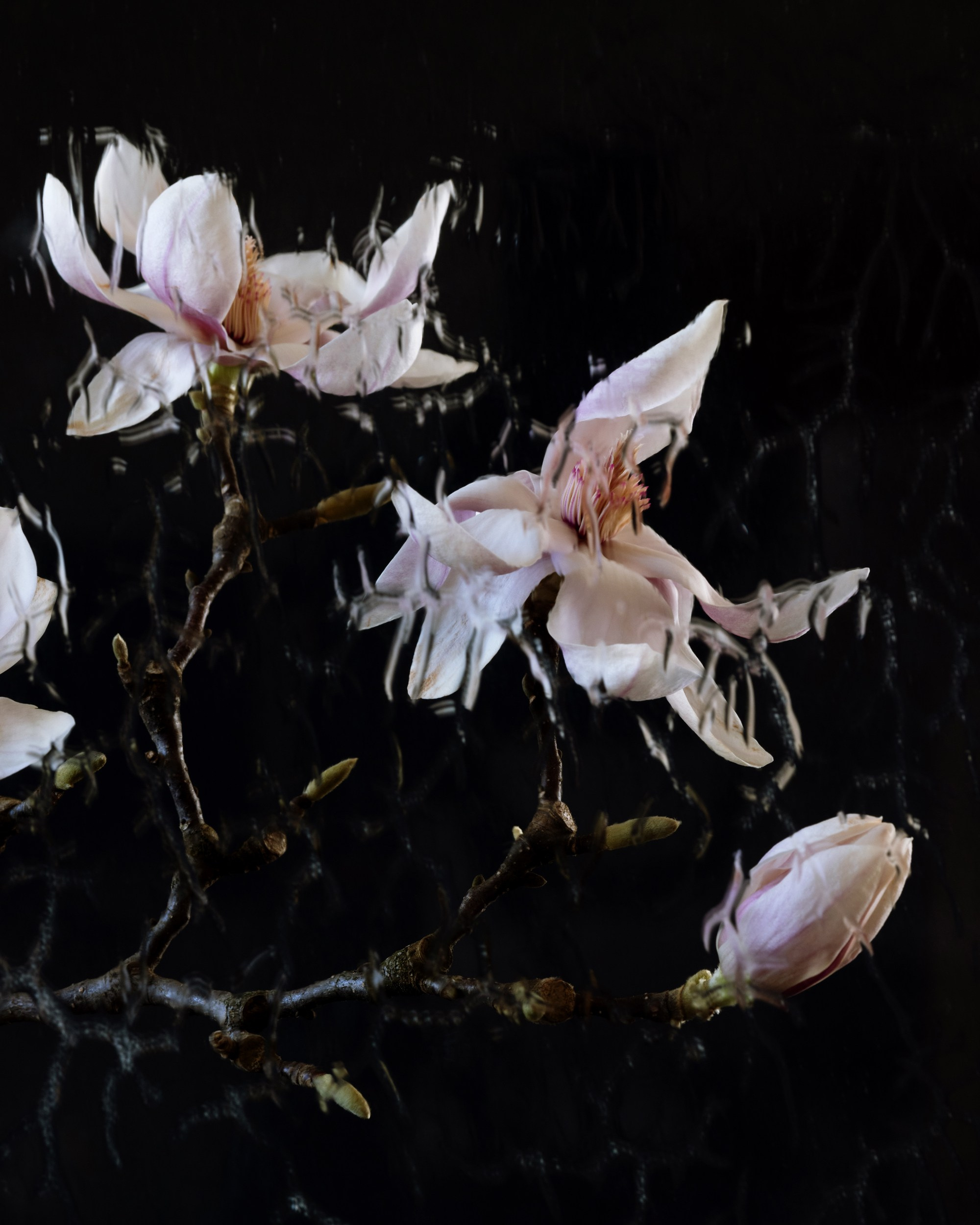 Floral Portraits. Author’s fine art prints with international delivery