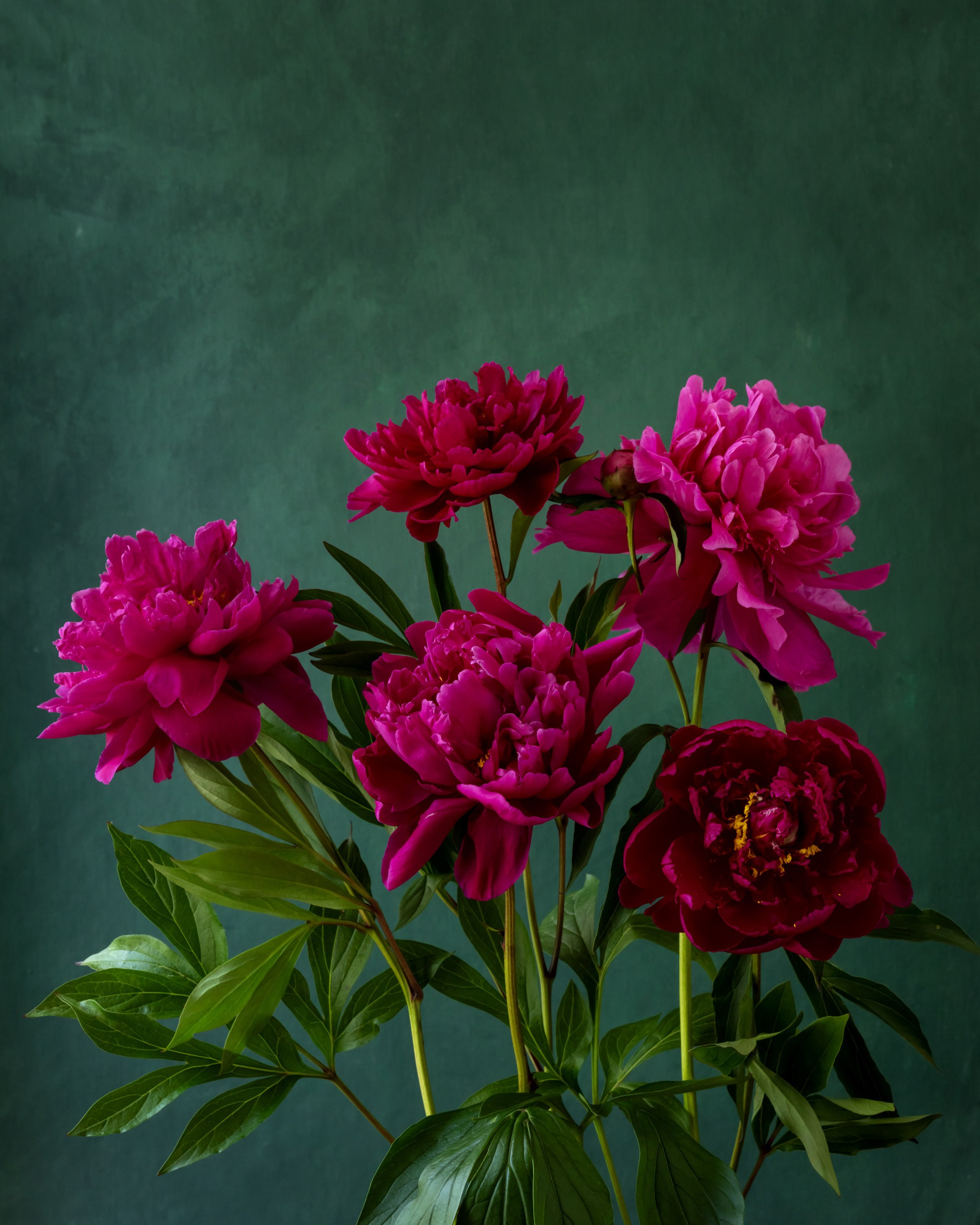 Botanical Still Lifes. Author’s fine art prints with international delivery