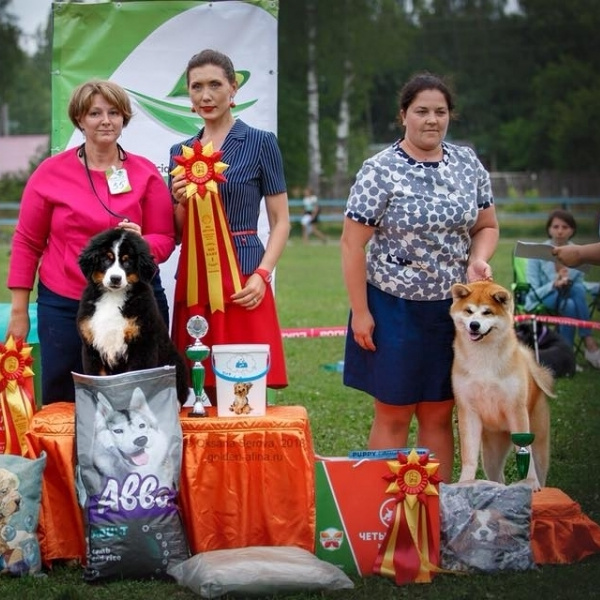 Выпускники питомника. SHIOMARU Питомник сиба и акита-ину