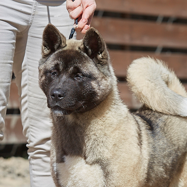 Щенки американская акита RUBYLIGHT питомник Санкт-Петербург