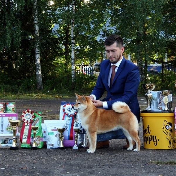 Dog show 2017. SHIOMARU Питомник сиба и акита-ину