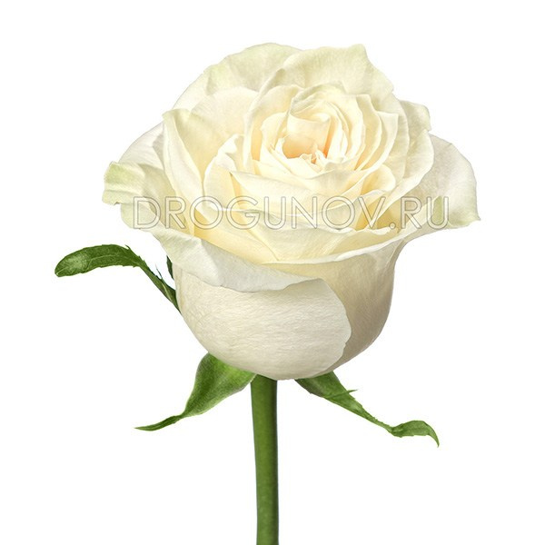 Фотосъёмка букетов и живых цветов для магазинов и службы доставки