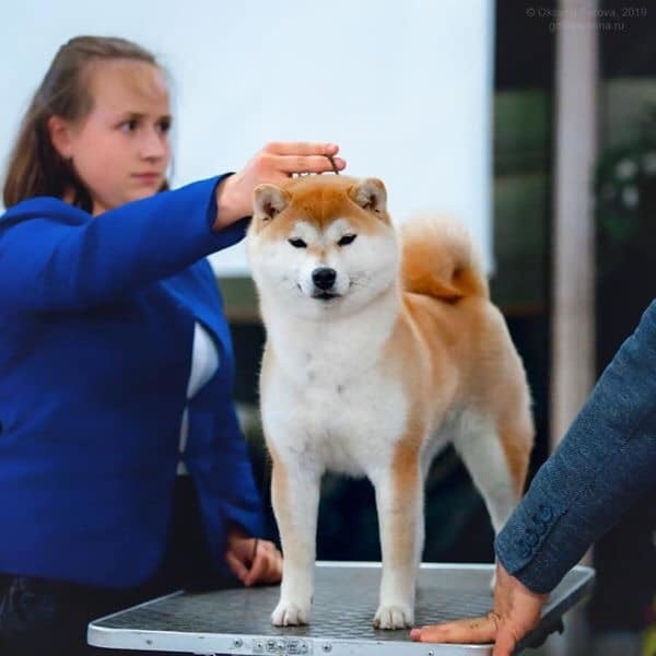 2019. SHIOMARU Shiba and Akita Inu Kennel