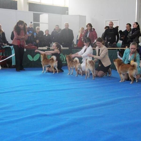 Dog show 2015. SHIOMARU Питомник сиба и акита-ину
