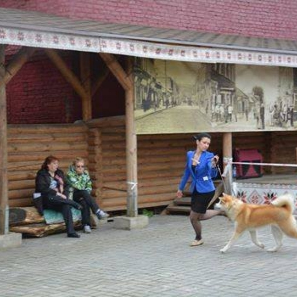 Dog show 2015. SHIOMARU Питомник сиба и акита-ину