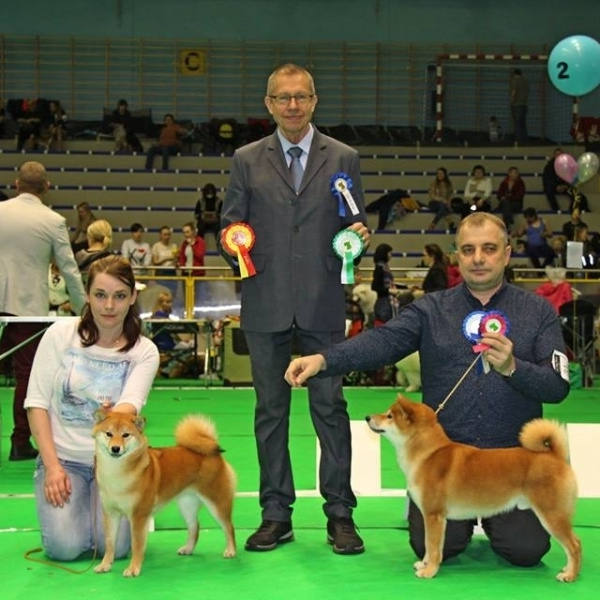 Выпускники питомника. SHIOMARU Питомник сиба и акита-ину