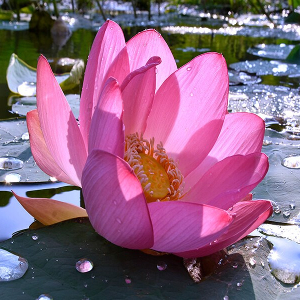 Фото-тур в лотосовые поля. Фотограф в Астрахани • Фото-туры • Виктория Герма