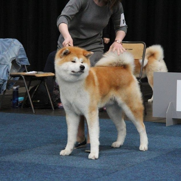 2016. SHIOMARU Shiba and Akita Inu Kennel