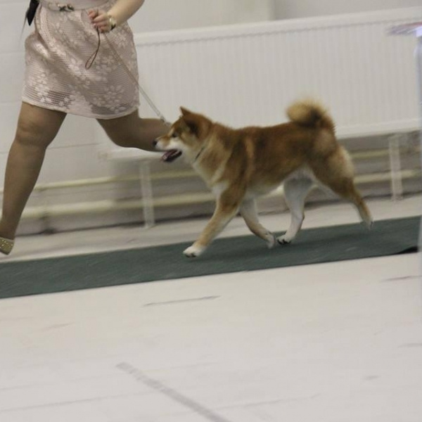 2016. SHIOMARU Shiba and Akita Inu Kennel
