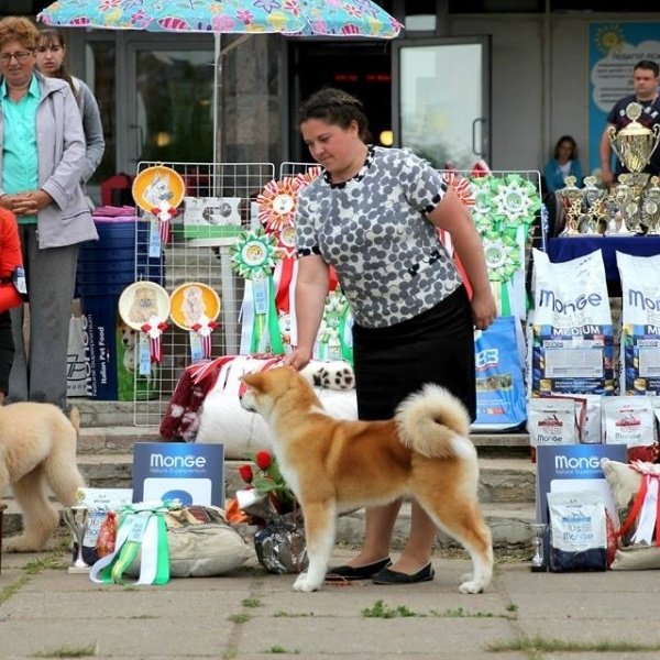 Выпускники питомника. SHIOMARU Питомник сиба и акита-ину
