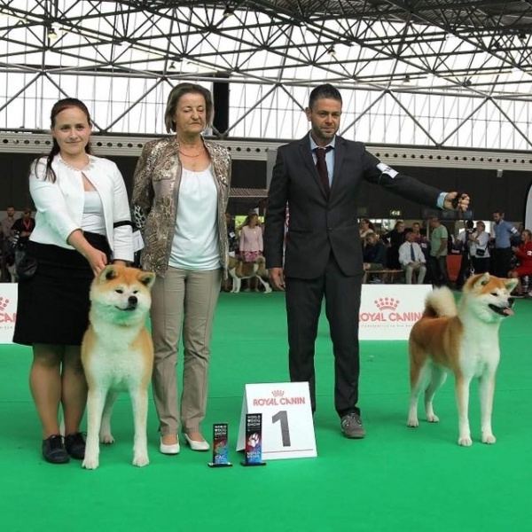 Dog show 2018. SHIOMARU Питомник сиба и акита-ину