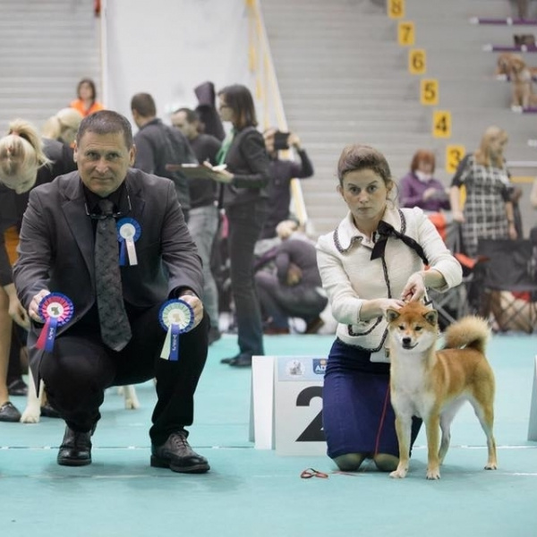 GRADUATES OF THE KENNEL. SHIOMARU Shiba and Akita Inu Kennel