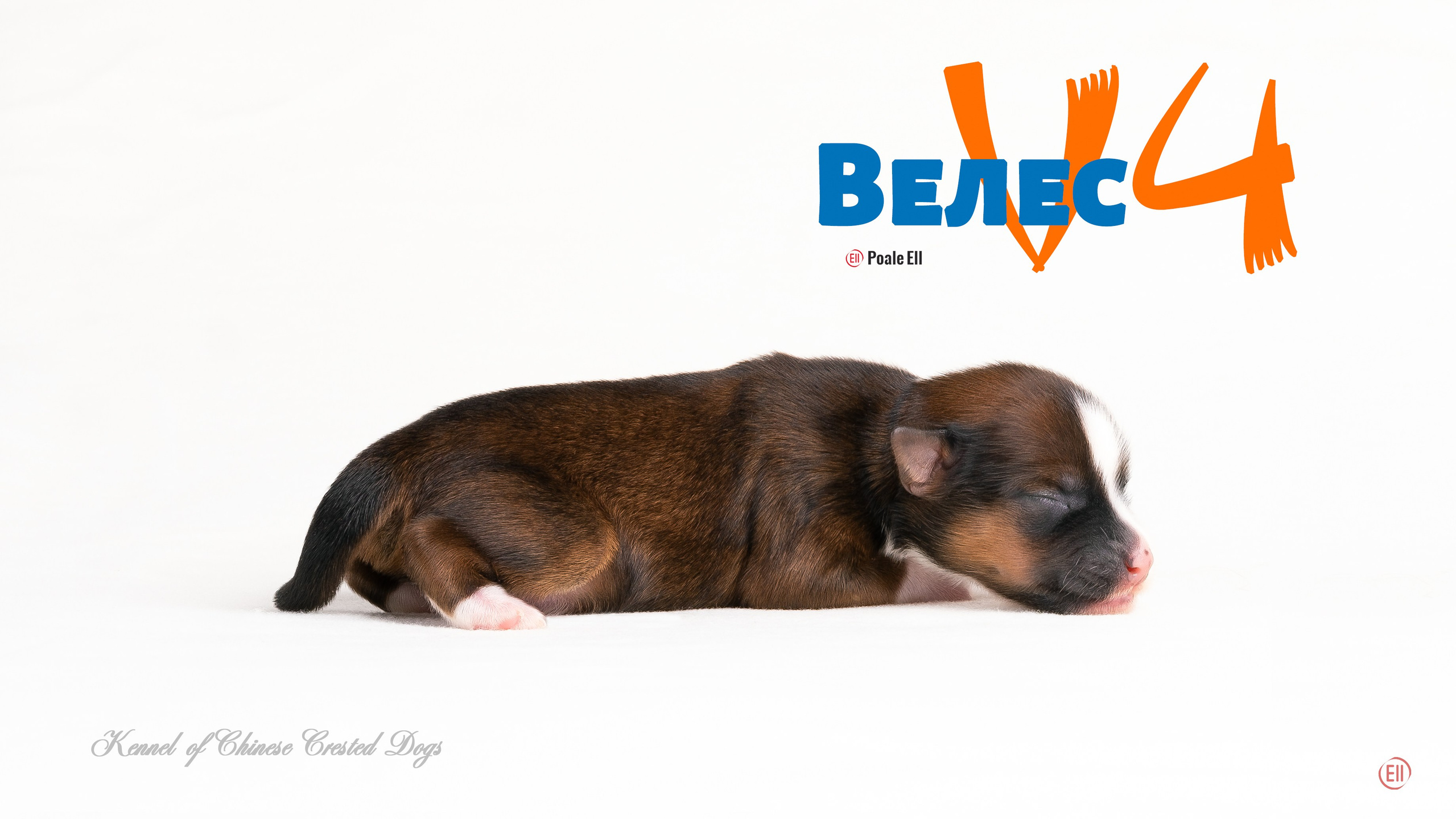 Veles — a year of life in Arkhangelsk. Poale Ell Chinese Crested Dog Kennel: Buy a puppy from the kennel