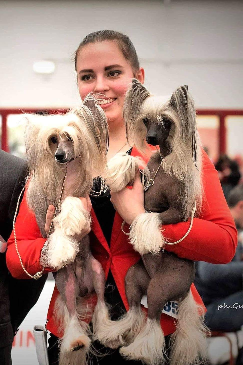 IDS REGGIO EMILIA ITALY. Люкс и Нелли. Питомник китайских хохлатых собак Poale Ell: купить щенка