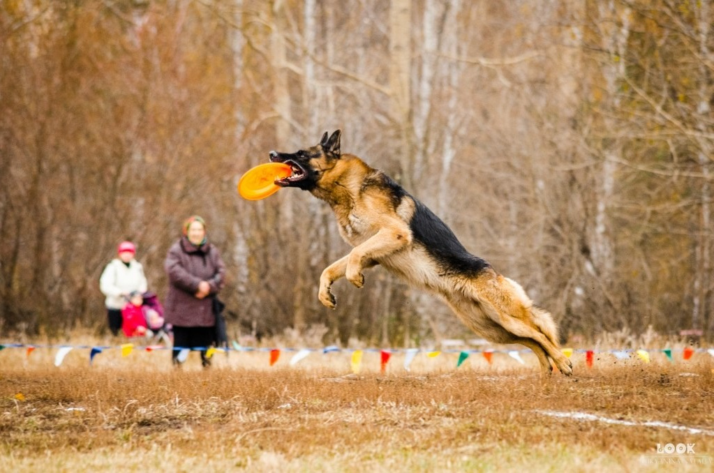 Обо мне. Фотограф-анималист Анастасия Большакова
