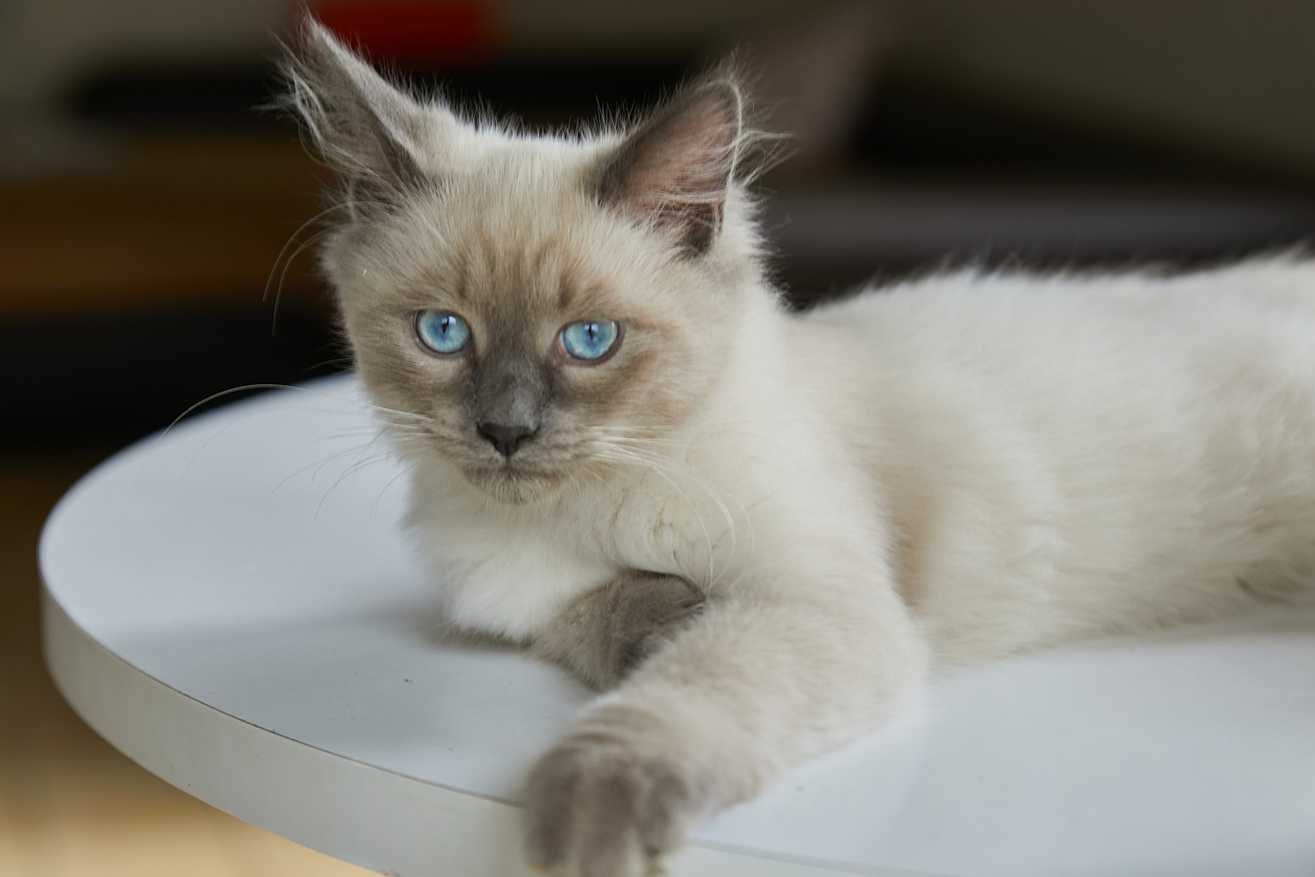 Наши котята. Главная