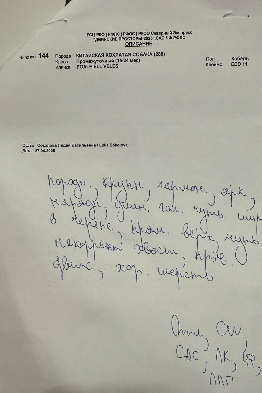 Veles opened his eyes to the title of Champion of Russia. Poale Ell Chinese Crested Dog Kennel: Buy a puppy from the kennel