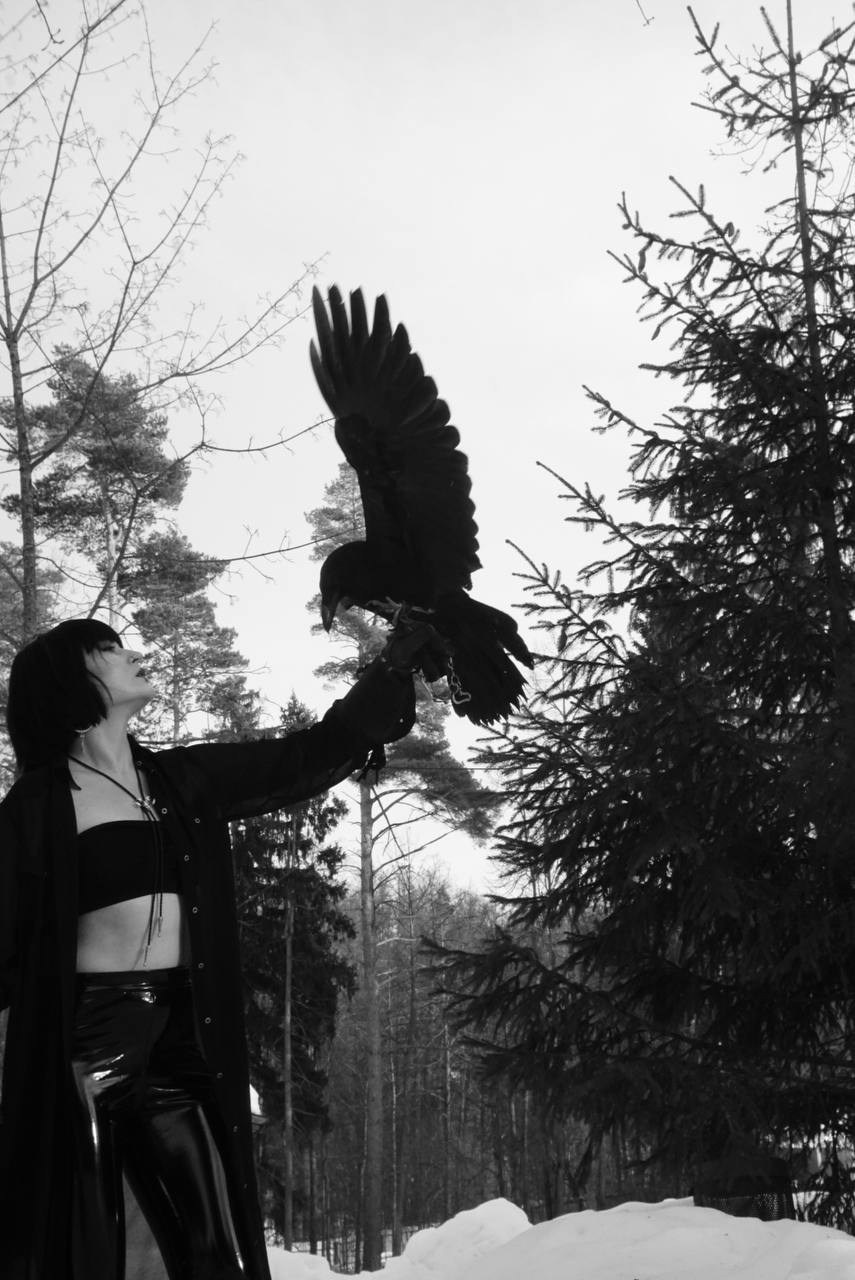 Фото и видеосъемка с черным вороном в Москве