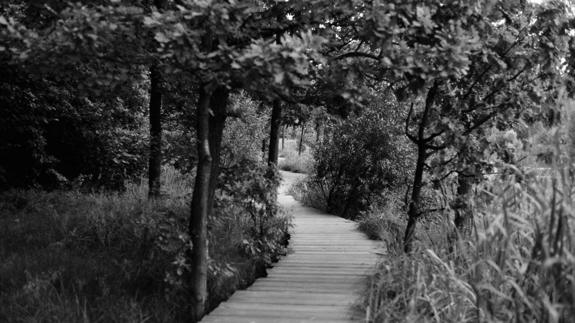 Дорога в парке